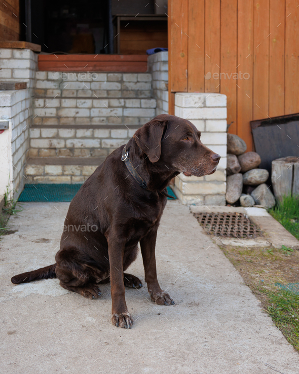 dog chocolate Labrador retriever is sitting house background of stairs