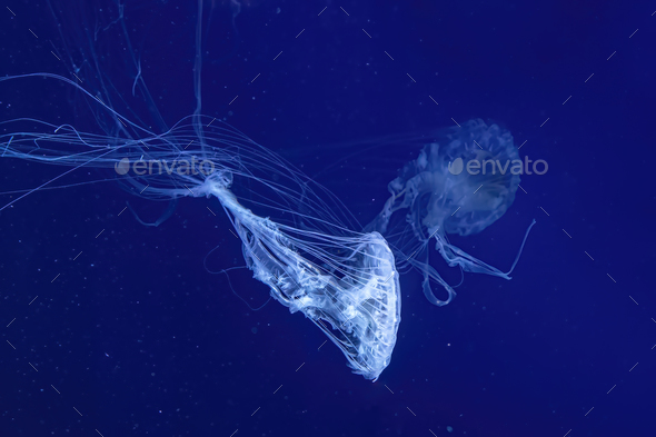 Fluorescent Jellyfish Swimming Underwater Aquarium Pool With Blue Neon Light - Stock Photo - Images