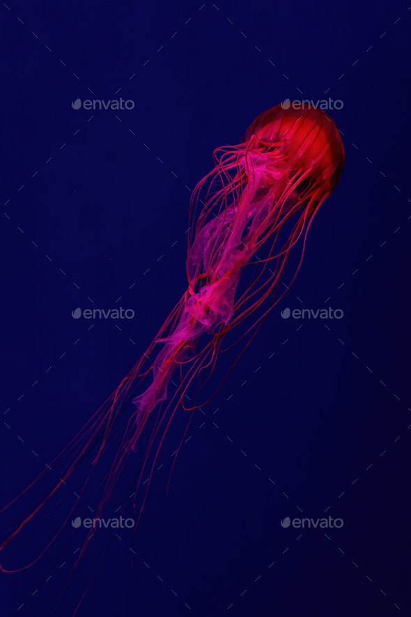 Fluorescent Jellyfish Swimming Underwater Aquarium Pool With Red Neon Light. - Stock Photo - Images