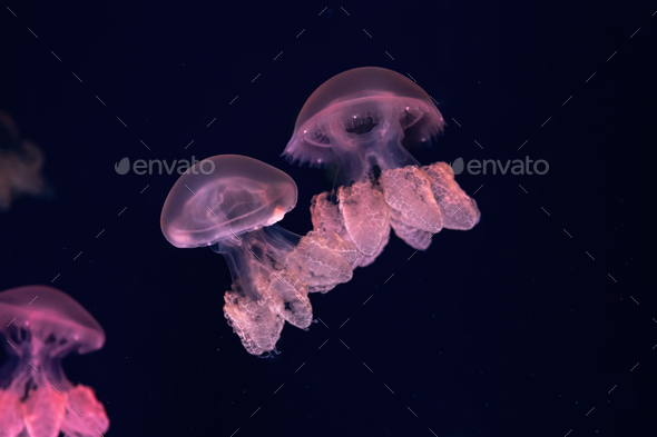 Group Of Yellow Fluorescent Jellyfish Swimming Underwater Aquarium Pool - Stock Photo - Images