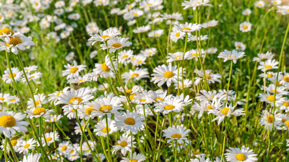 Wild Daisy Flowers Growing On Meadow, White Chamomiles On Green Grass Background. - Stock Photo - Images