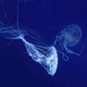 Fluorescent Jellyfish Swimming Underwater Aquarium Pool With Blue Neon Light - PhotoDune Item for Sale
