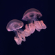 Group Of Yellow Fluorescent Jellyfish Swimming Underwater Aquarium Pool - PhotoDune Item for Sale