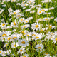 Wild Daisy Flowers Growing On Meadow, White Chamomiles On Green Grass Background. - PhotoDune Item for Sale
