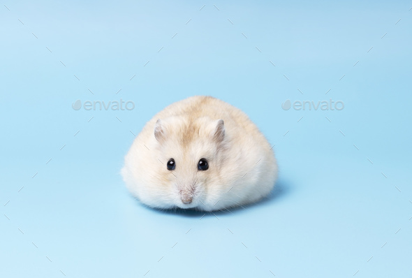 blue dwarf hamster