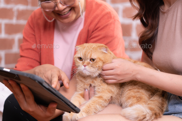 Persian cat in owner's arms gaze warmly - Stock Photo - Images