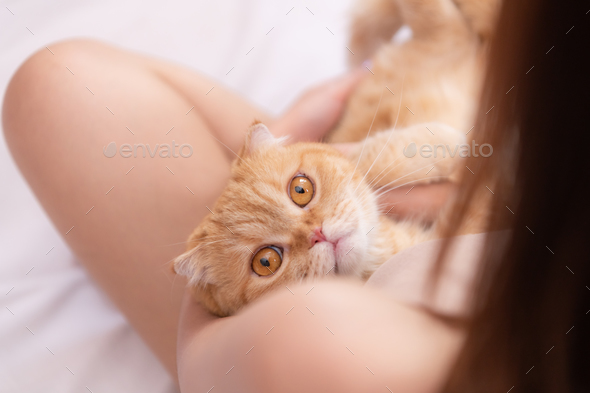 Persian cat in owner's arms gaze warmly - Stock Photo - Images