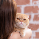 Persian cat in owner&#39;s arms gaze warmly - PhotoDune Item for Sale