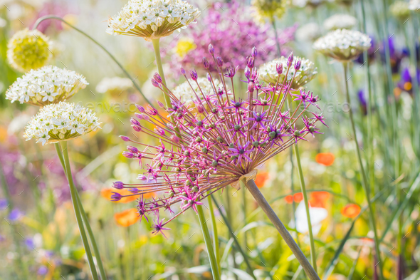 Close up of colourful flowerbed with Persian onion star of Persia (Allium cristophii) in sunny day - Stock Photo - Images