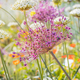 Close up of colourful flowerbed with Persian onion star of Persia (Allium cristophii) in sunny day - PhotoDune Item for Sale