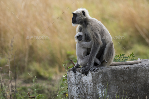 Mother and baby langur in the forest.  - Stock Photo - Images