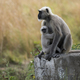 Mother and baby langur in the forest.  - PhotoDune Item for Sale