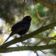 Common blackbird perching on a tree branch - PhotoDune Item for Sale