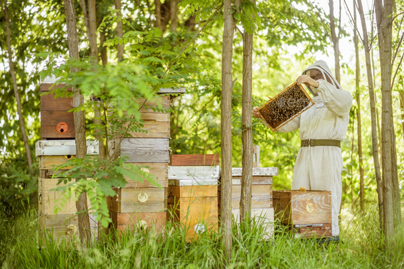 Beekeeping - Stock Photo - Images