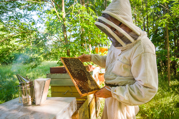 Beekeeping - Stock Photo - Images