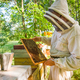 Beekeeping - PhotoDune Item for Sale