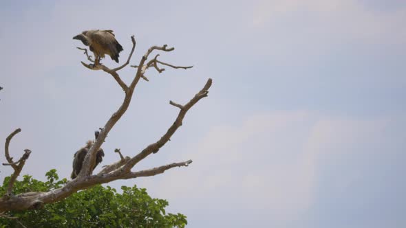 Vultures standing on branches  alt