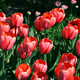beautiful tulips - PhotoDune Item for Sale