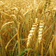 Grain field background - PhotoDune Item for Sale