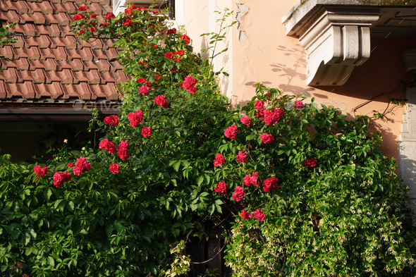 Plants and roses on balconies along via Piero della Francesca at Milan - Stock Photo - Images