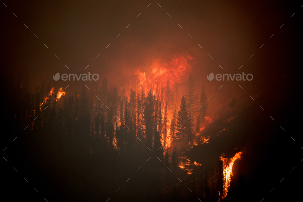 Close up of mountain wild fire.
