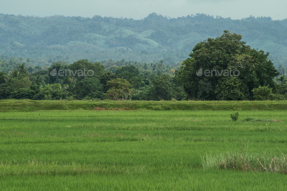 Grassland in Southeast Asian rural landscape with trees and mountains ...