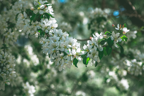 Fresh beautiful flowers of the apple tree blooming in the spring - Stock Photo - Images