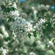 Fresh beautiful flowers of the apple tree blooming in the spring - PhotoDune Item for Sale