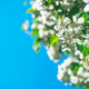 Fresh beautiful flowers of the apple tree blooming in the spring - PhotoDune Item for Sale