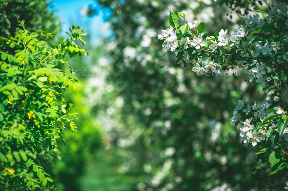 Fresh beautiful flowers of the apple tree blooming in the spring - Stock Photo - Images