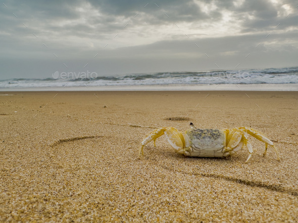 Crab on the beach - Stock Photo - Images