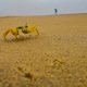 Crab on the beach - PhotoDune Item for Sale