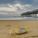Crab on the beach - PhotoDune Item for Sale