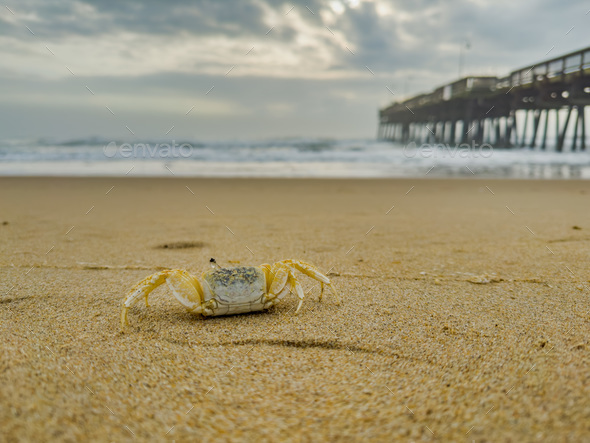 Crab on the beach - Stock Photo - Images