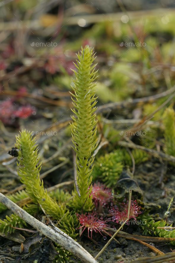 Closeup on the small and rare inundated, northern bog or marsh clubmoss, Lycopodiella inundata - Stock Photo - Images