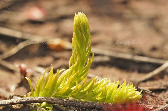 Closeup on the small and rare inundated, northern bog or marsh clubmoss, Lycopodiella inundata - Stock Photo - Images