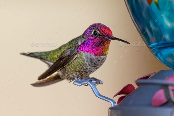 Closeup of Anna's hummingbird, Calypte anna on a feeder. Henderson, Nevada. - Stock Photo - Images
