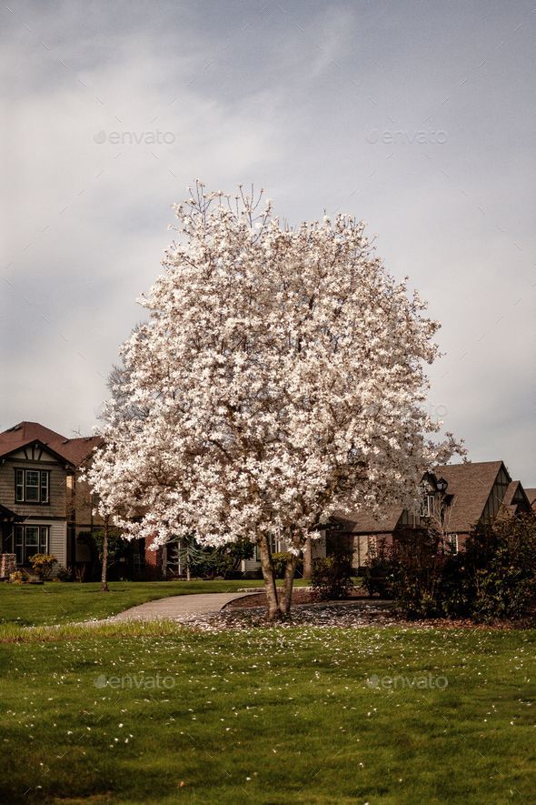 Vertical shot of the beautiful Magnolia kobus tree with white blossoms during the spring season - Stock Photo - Images