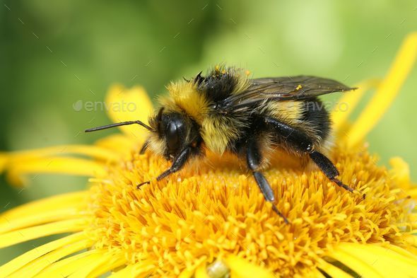 Colorful closeup on a Bohemian Cuckoo bumblebee, Bombus bohemicus, sitting on a yellow flower - Stock Photo - Images