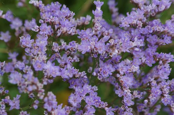 Closeup of blooming purple Limonium vulgare flowers - Stock Photo - Images
