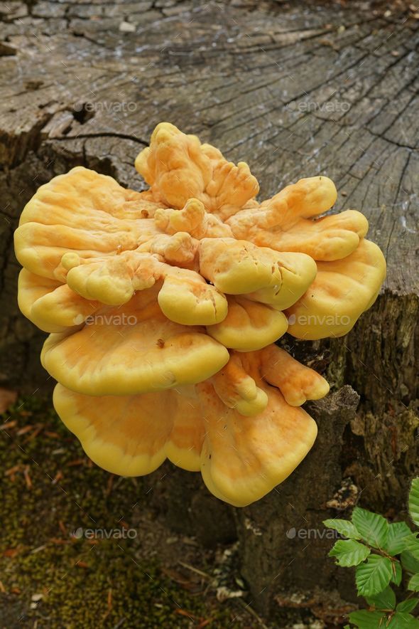 Closeup on a yellow colored crab-of-the-woods mushroom, Laetiporus sulphureus on the forest floor - Stock Photo - Images
