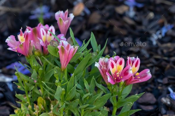 Closeup shot of pink Alstroemeria psittacina flowers in the blurred background. - Stock Photo - Images