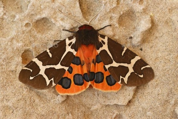 Closeup on the colorful great garden tiger moth Arctia caja, sit - Stock Photo - Images