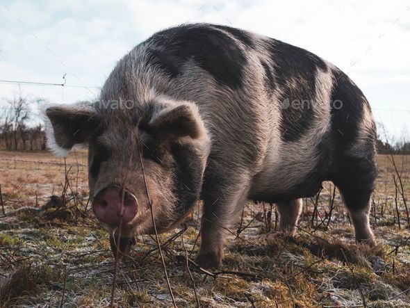 cute farm pigs