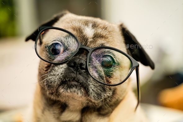 Pug dog wearing a glasses Stock Photo by wirestock