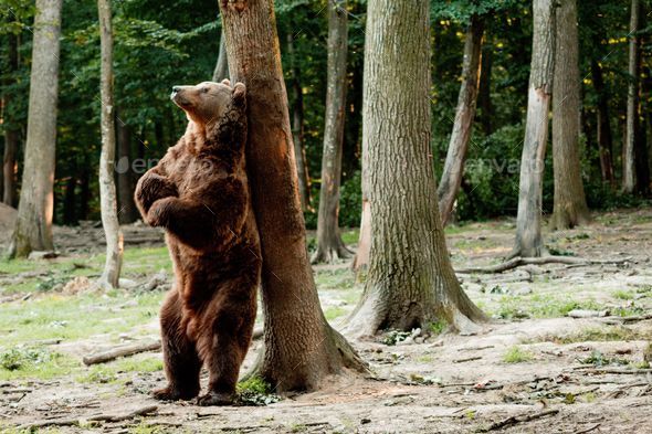 Brown bear standing on its back legs and scratching its back on a tree