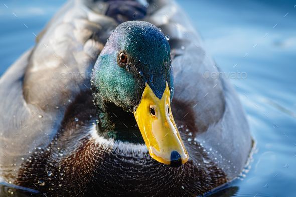 Closeup of a unique and lovely mallard with a long yellow beak, green head  and brown feathers Stock Photo by wirestock