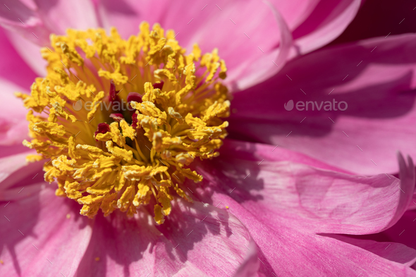 close up of pink flower. Peony flower - Stock Photo - Images