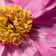 close up of pink flower. Peony flower - PhotoDune Item for Sale
