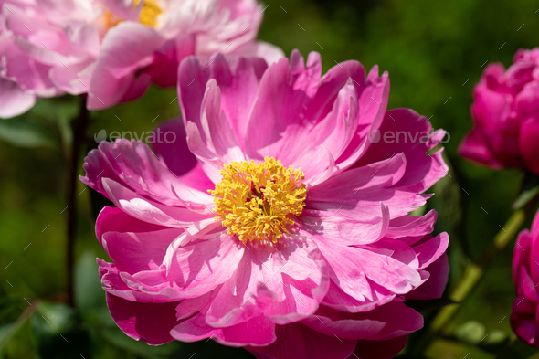 pink flower. Peony flowers. Macro of peony - Stock Photo - Images